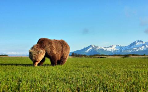 熊在绿草地上