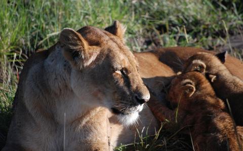 她的幼崽的母狮
