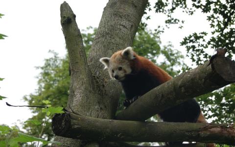 在树上的红熊猫