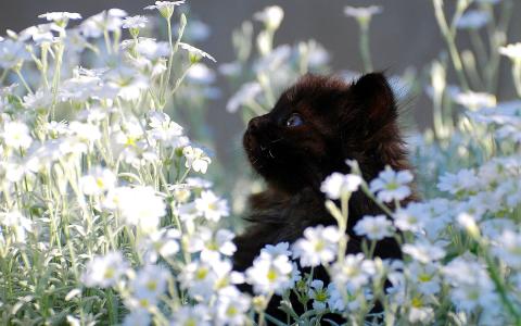 白色的小花之间的黑色小猫