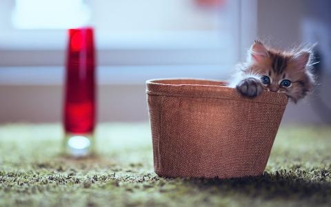 小猫在篮子里