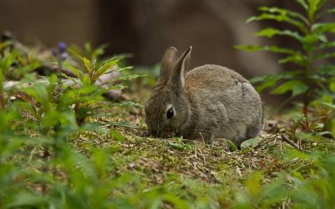 灰色野兔在草地上