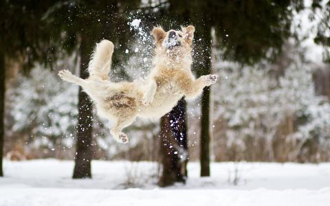 狗在雪地里玩