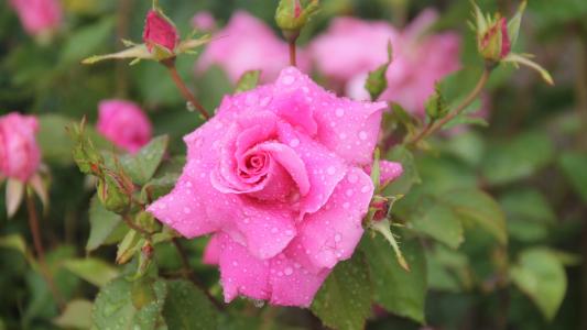 水滴在粉红色的玫瑰上