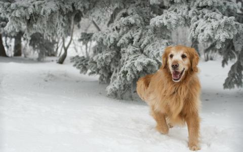 快乐的狗在雪地上