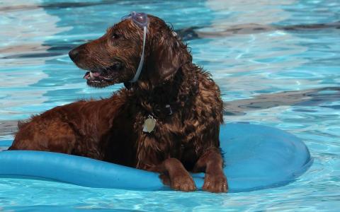 快乐的狗在游泳池里