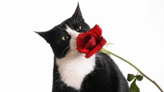 猫嗅红玫瑰
