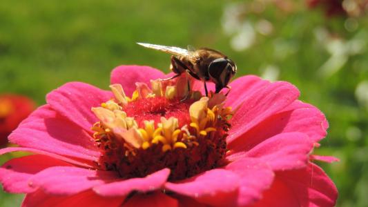 蜜蜂在粉红色的花朵上