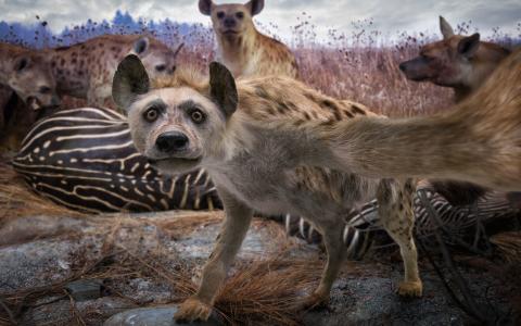 鬣狗采取自拍照