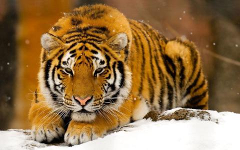 老虎在雪地里
