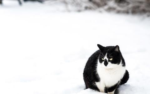 在雪地里的黑猫