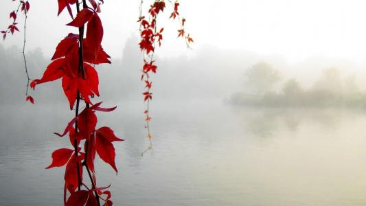 在有雾的湖之上的红葡萄藤