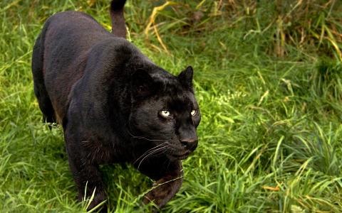黑豹在草地上