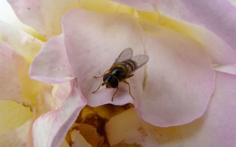 蜜蜂在花瓣上