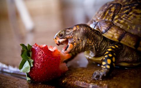 吃草莓的乌龟