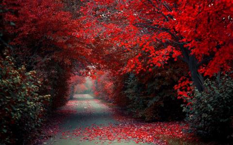 通过红色秋天的树木的路