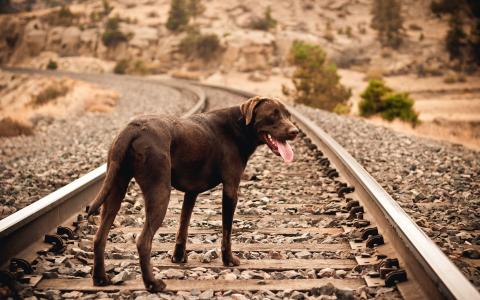 在铁路上的布朗狗