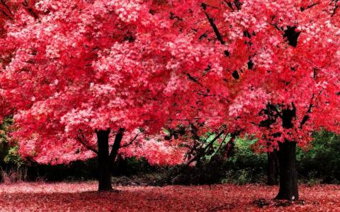 粉红色的秋叶