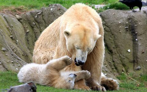北极熊玩它的幼崽