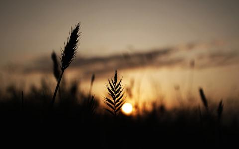 在日落的小麦剪影