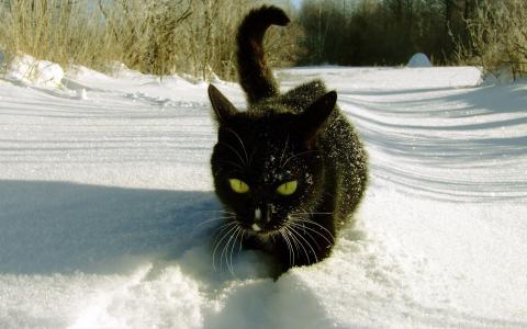 在雪地里谨慎的猫