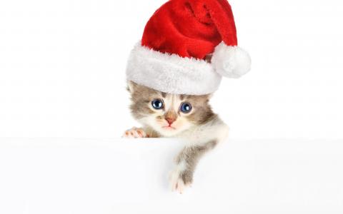 圣诞老人小猫