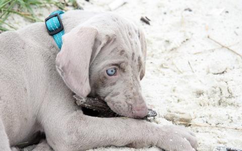 小狗和蓝色的眼睛