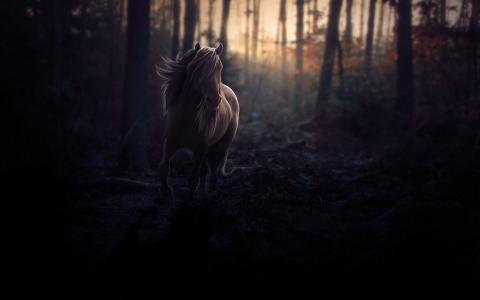 马在黑暗的森林里