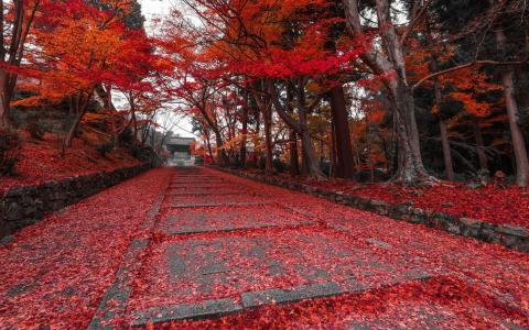 在胡同的秋天红色叶子