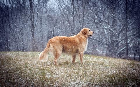 在雪中的金毛猎犬