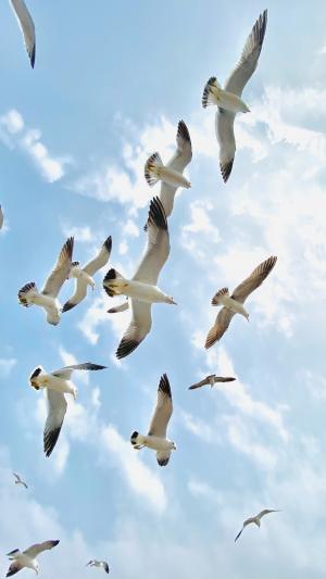 翱翔于藍天下的海鷗