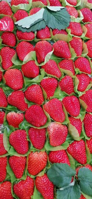 香甜诱人的草莓