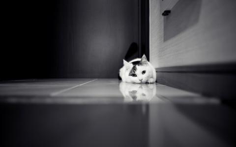 在地板上的白色小猫