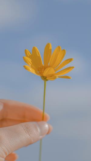 一朵可爱的小黄花