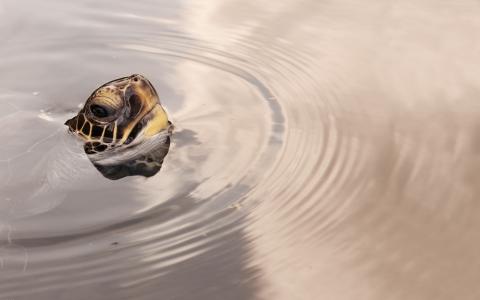 乌龟在水中