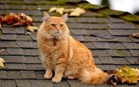 橙色的猫在屋顶上