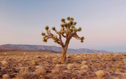 在沙漠中的单一树