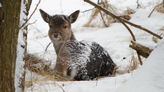 在小雪中的小鹿