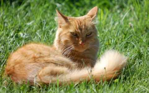 在绿草的橙色猫