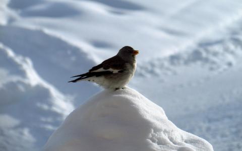 在雪中的小鸟