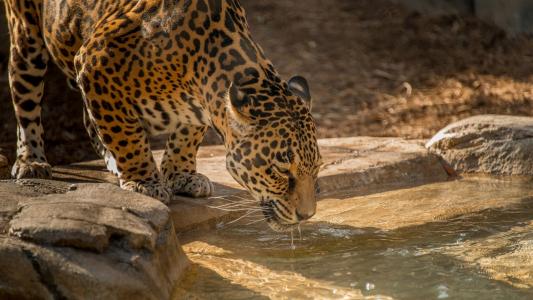 豹饮用水