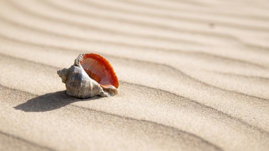 在沙子里的壳