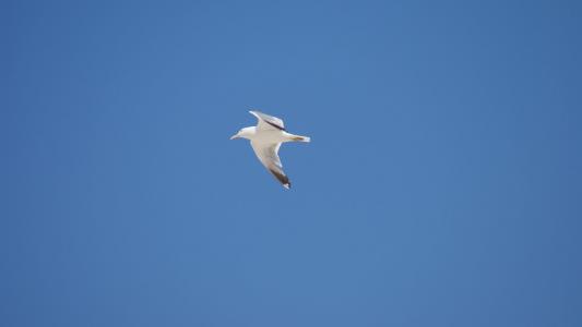 飞行的海鸥