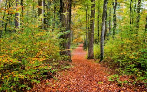 在森林里的秋天路径