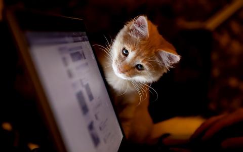小猫看着电脑屏幕