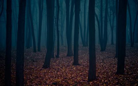 黑暗的秋天森林