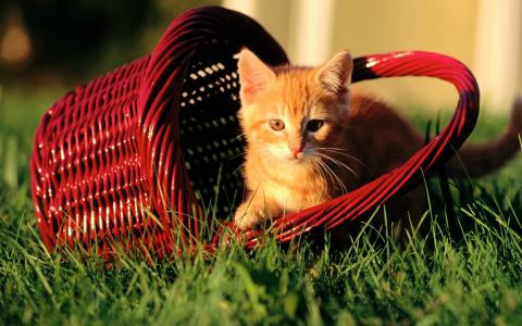 小猫在一个红色的篮子里