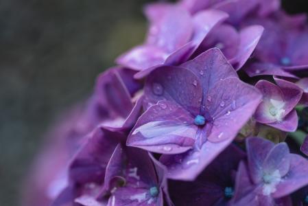 唯美紫色绣球花瓣