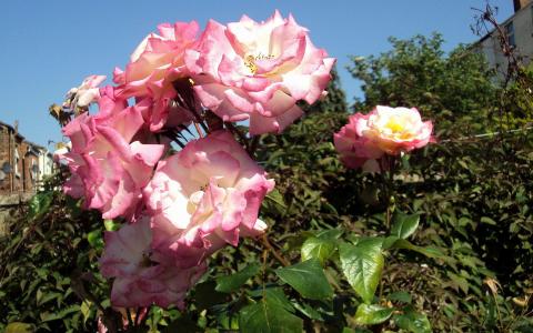 白玫瑰与粉红色的边缘