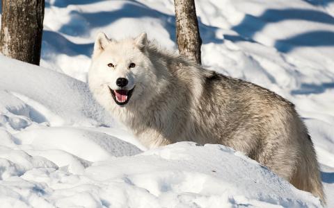 在雪中的白狼